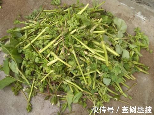 治疗|农村最常见的一种野菜，可以有效治疗头痛，可惜知道的人很少