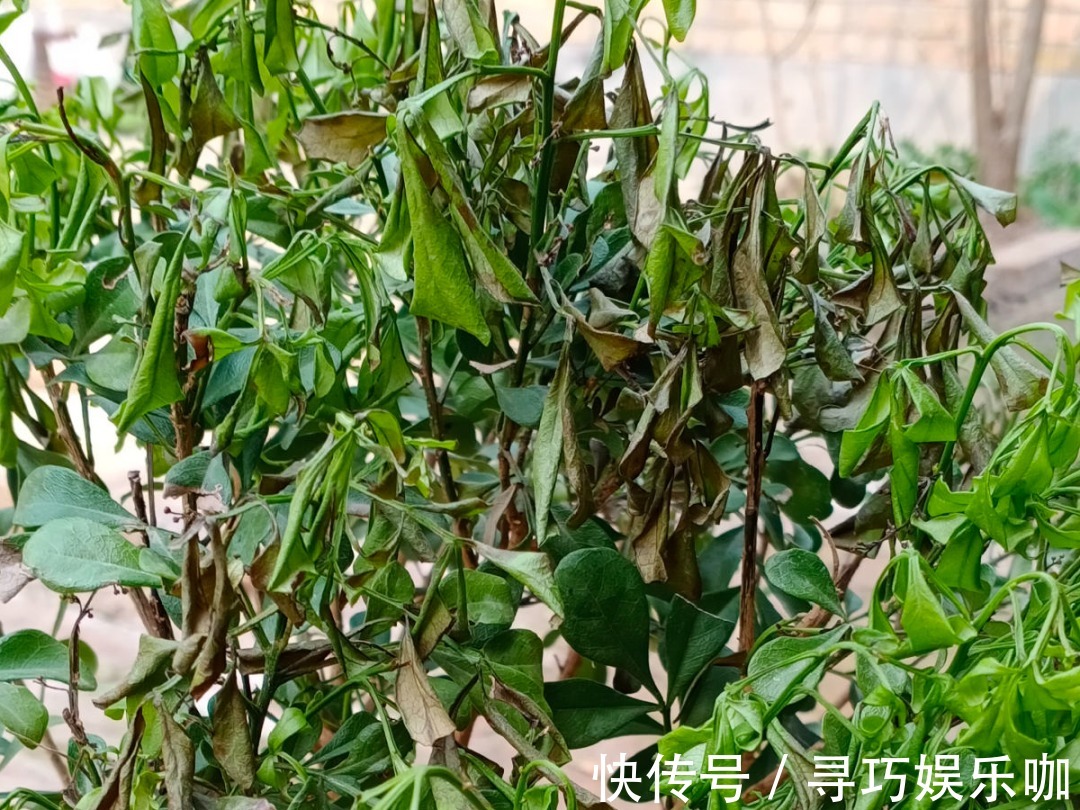 9种花特怕冷,低温浇水容易冻死,夜晚套袋子保暖