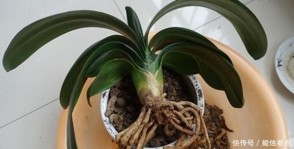 废油|家养君子兰长势差?给它来一勺油,黄叶烂根通通不见了!