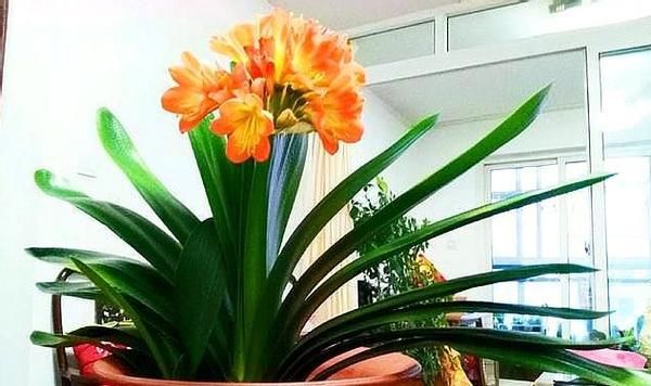 君子兰萎靡不振该怎么办？用完这3样肥料，植株马上变精神