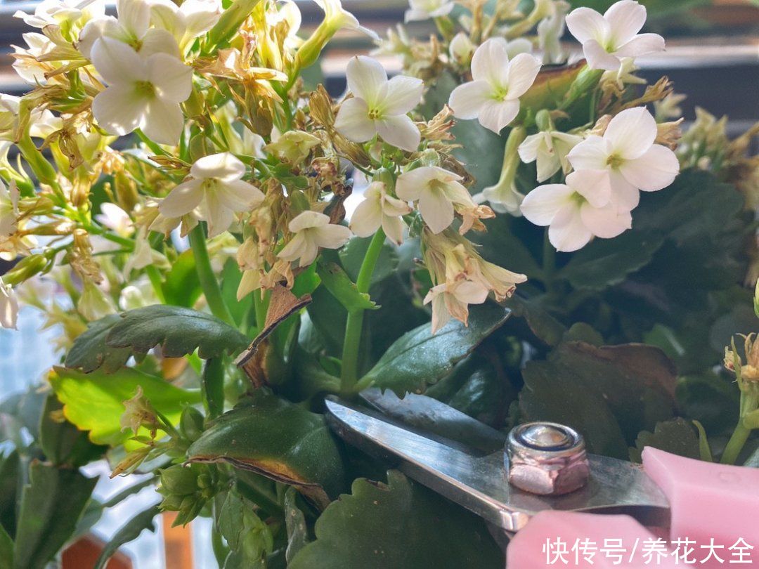 7种“落地生根”花，春天多插几棵，成活率特别高