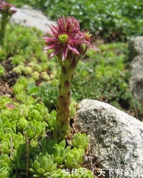 此款多肉,一个莲座只开一次花,开完就枯萎,长出新莲座!