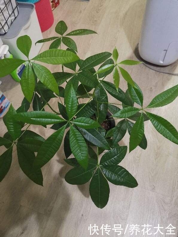 镇宅|“丑八怪”镇宅花,样子威武霸气,养在家里特安心