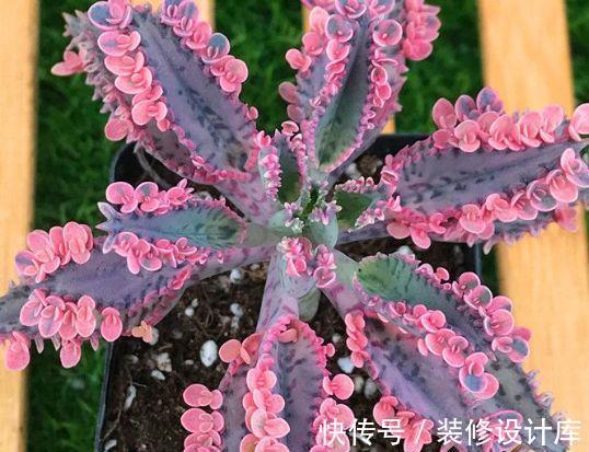 莲花|8月9日-8月24日,庭院选这几款花,花色艳丽,三季开花,好养易活