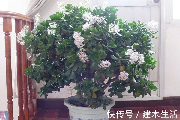 客厅养花选择6种树，自带财气，叶片油绿，旺财、旺人