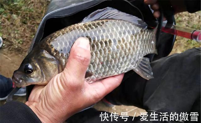 七星漂|野钓鲫鱼,不能钓底需要钓浮的几个时机,鱼层变化,钓法要跟着变