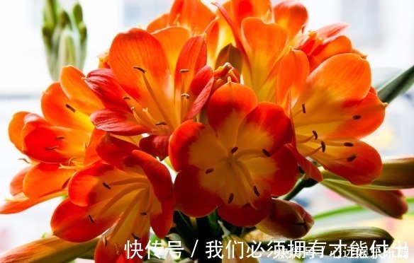 蚯蚓|什么废油、黄豆水都不如这种水,浇啥旺啥,是真正的“万能水”!