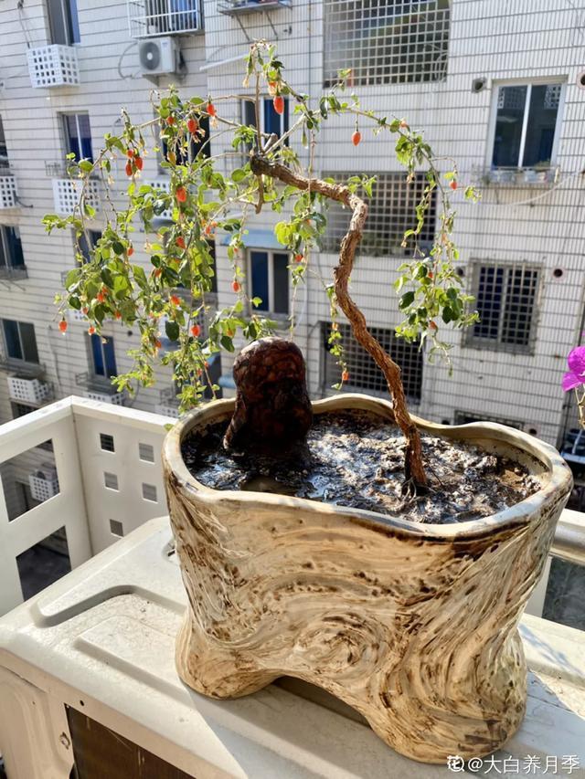 盆景家里养盆松，代代出富翁，镇宅守家福气旺