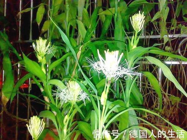 家里养上这五种花，“旺人”又旺财，开花300天，越养身体越好