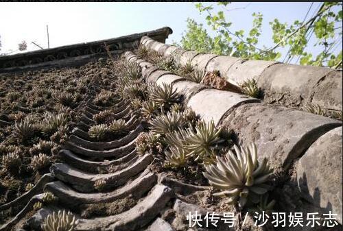 在农村的房顶上这种草处处可见，记得不要拔掉，用途很大