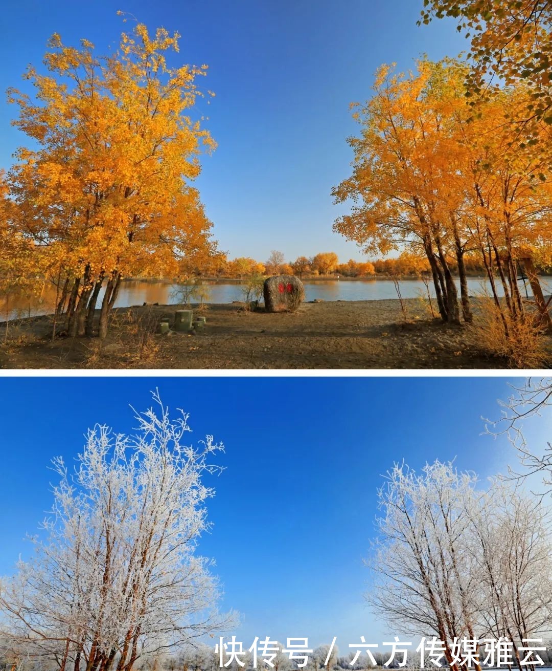 胡杨林|金塔下雪了，我们一起去金塔沙漠胡杨林踏雪可好