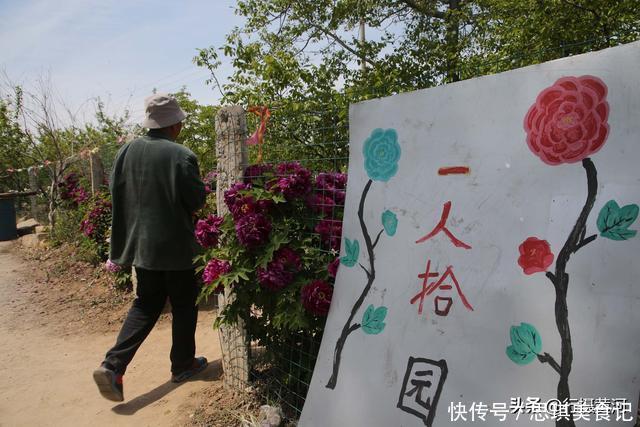 山西7旬老农10亩牡丹扔掉40年 现今坐在地头收门票 看美成啥样 粉紫色 山西7旬老农10亩牡丹扔掉40年 现今坐在地头收门票 看美成啥样 粉紫色