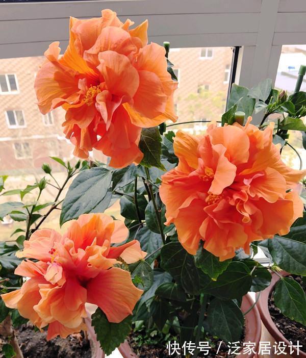 扶桑花|6种“劳模花”,四季花不断,家里养一盆,开花300天