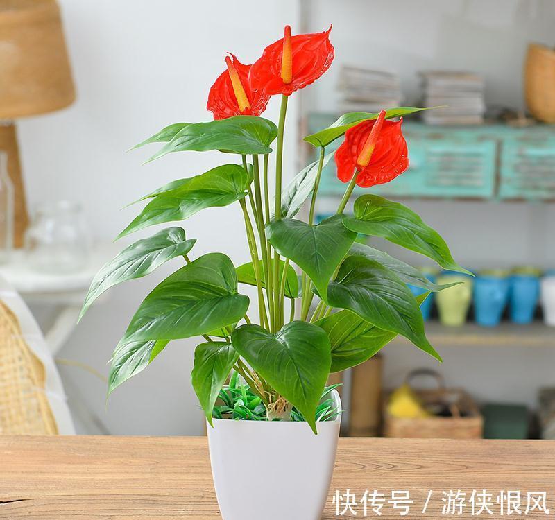 老话说，冬至前家中摆上这3种“吉祥花”，寓意大吉大利事事顺利