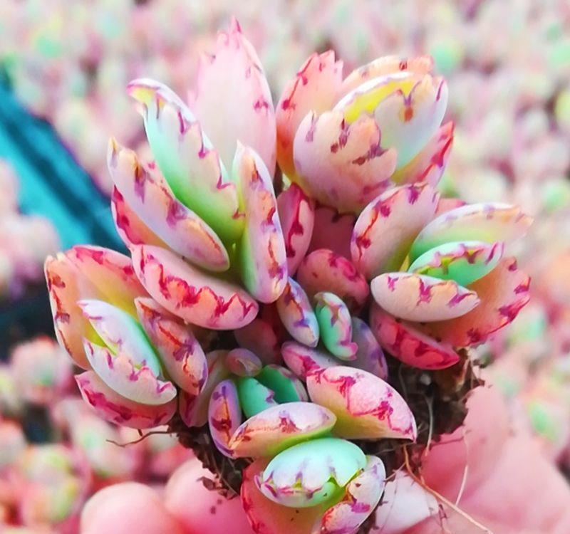 叶子|九种养不死的花，绿萝只能排最后一名，再养不活只能买假花了
