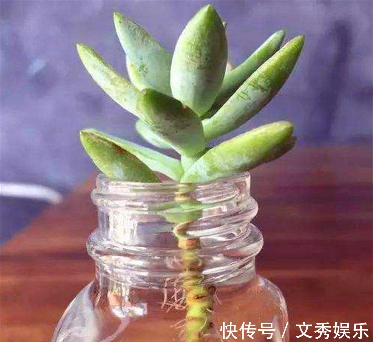 多肉怕水其实错了!5个科属的多肉“水培”以后,会长得更好