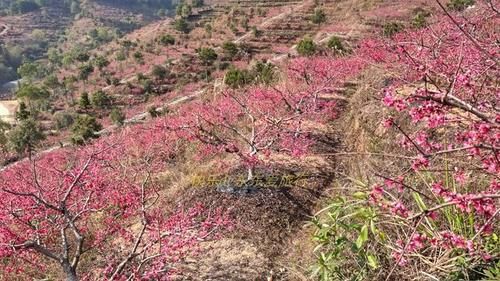 中年|春暖百花开，赏花正当时，蕉岭广福鹰嘴桃花吸引众多游客前往观赏