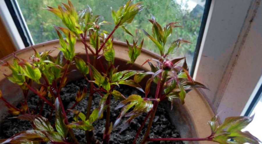 妹妹赶集买了盆玫瑰盆栽，回家竟是芍药，了解功效后，瞪大双眼！