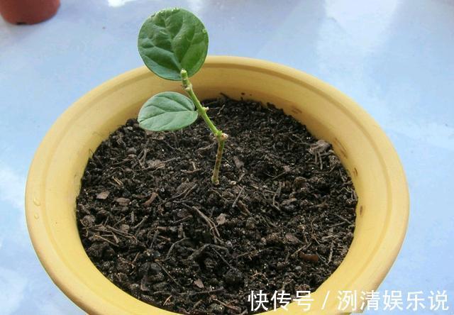 湿度|新买的裸根茉莉花苗怎么养6个处理妙招,分枝茂密提前开花闻香