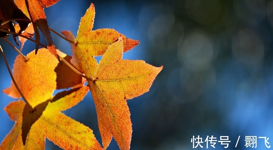 三生肖|9月20日到10月初，三生肖事业上升，好运降临，运势逆转