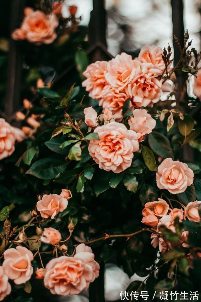 活着@白居易讲人生的一首诗,短短8句话充满哲理,值得一读再读