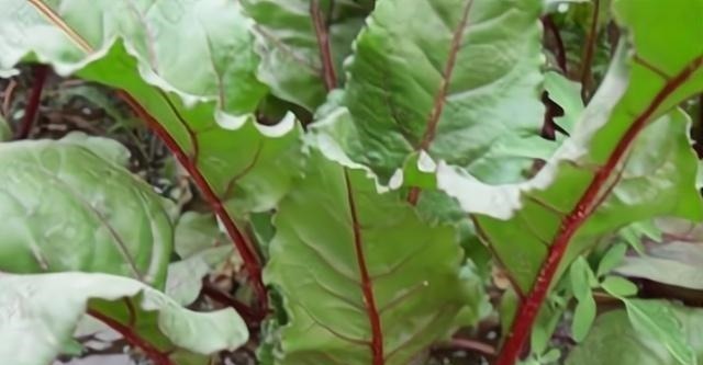 野菜|来自欧洲的进口野菜,常吃能降低胆固醇,在国内被称“百菜王”!