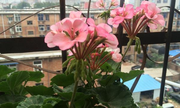 养花该不该换盆，期间又该注意哪些事项？你学会了没？