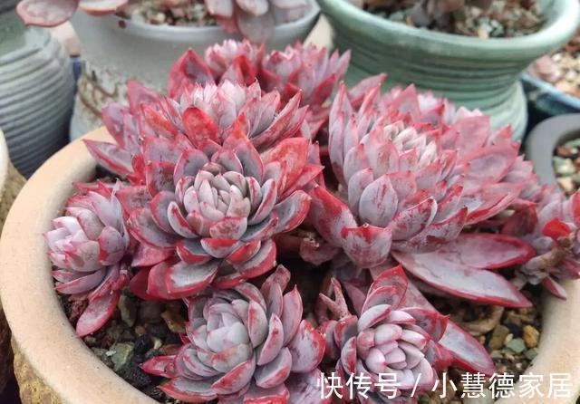 护手霜|多肉植物紫罗兰女王，用上3种护肤品，瞬间美出天际，好看