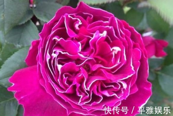 喜欢菊花,不如养盆“月季珍品”紫袍玉带,似美人飞舞,美丽妖娆