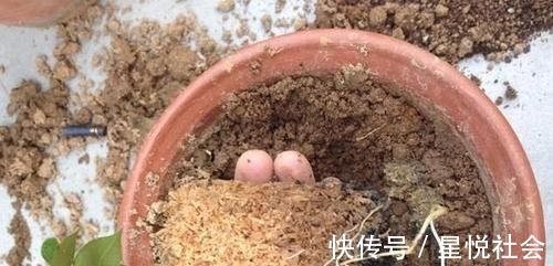 花卉|4种“垃圾”捡回家,埋在花盆下,啥花都越养越旺,叶绿开花久