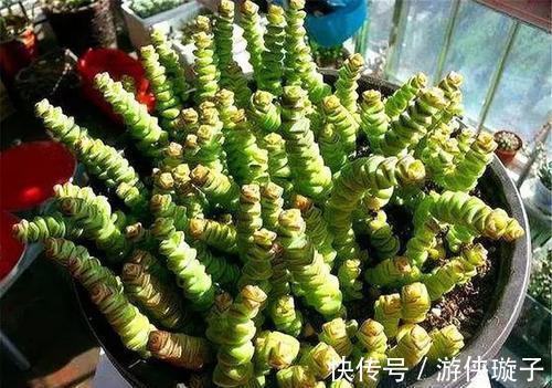 多肉钱串子扦插技巧,成活率99%,轻松一盆变多盆