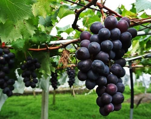 降脂|女性过了40岁,学会吃4种食物,排毒抗衰,降压降脂,养护血管