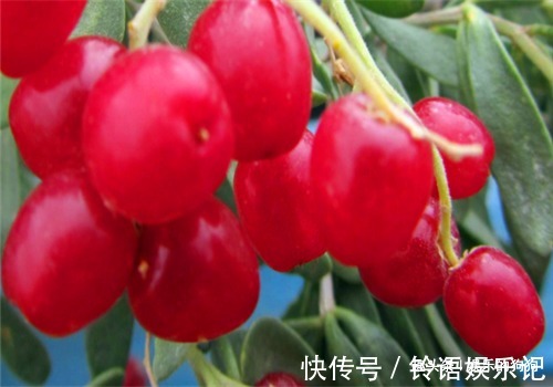 增强体质|女性想要身体好，常吃的食物，排出毒素，滋阴降火，增强体质