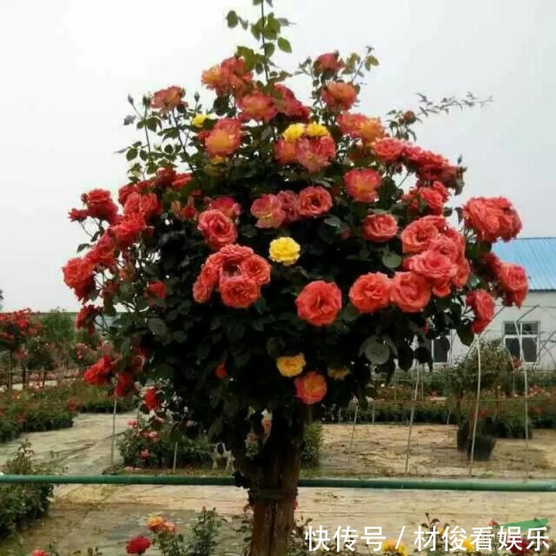 如果你的院子够大,趁早种上这爬藤花苗,来年庭院开成一片花海