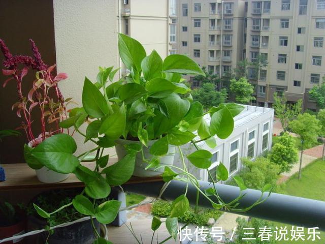 药片|天一热,绿萝就蔫了首先别放错位置,然后2种水换着浇,蹭蹭长