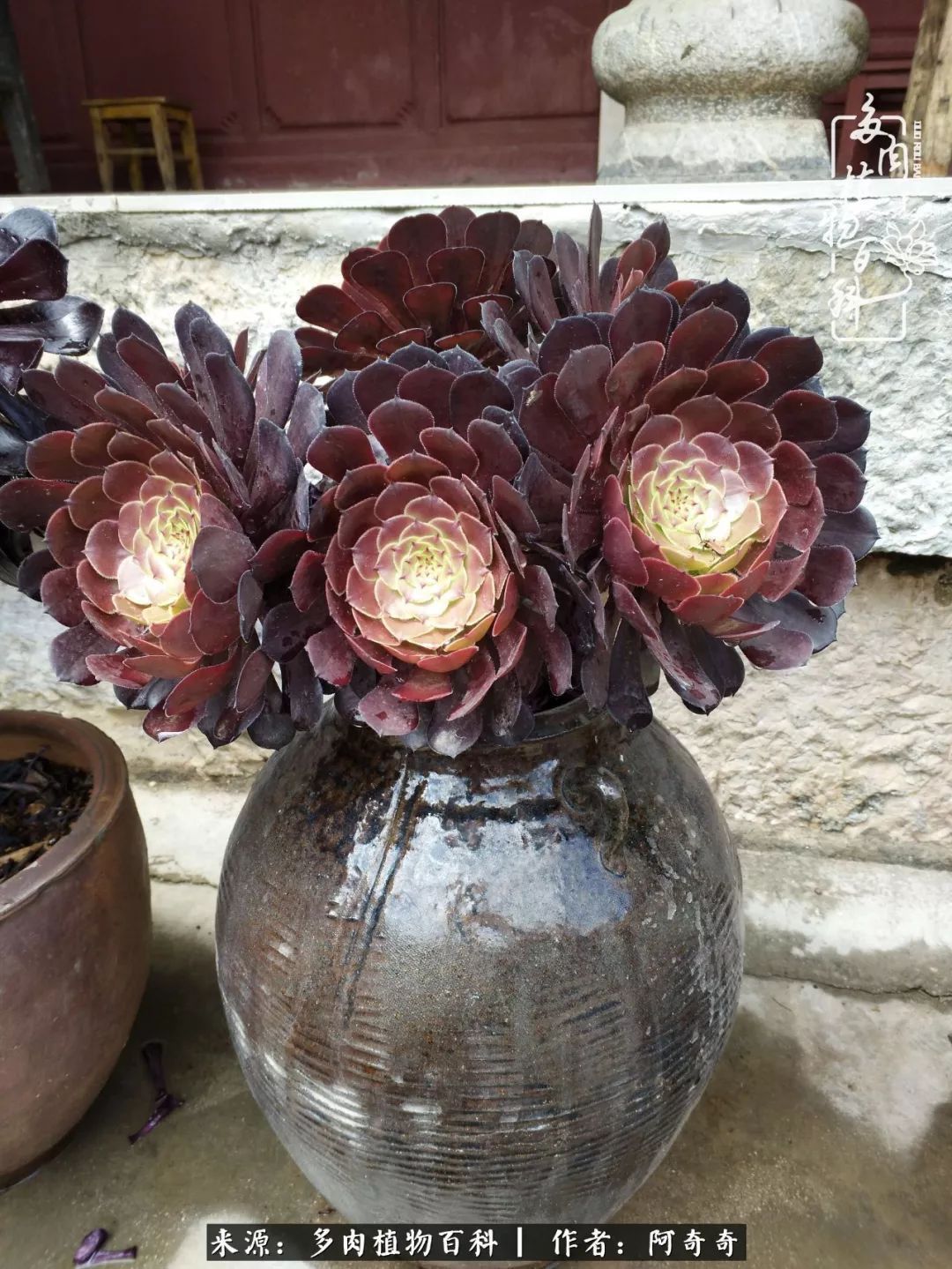 静心养多肉,只是为了在成人的世界里随波不逐流!