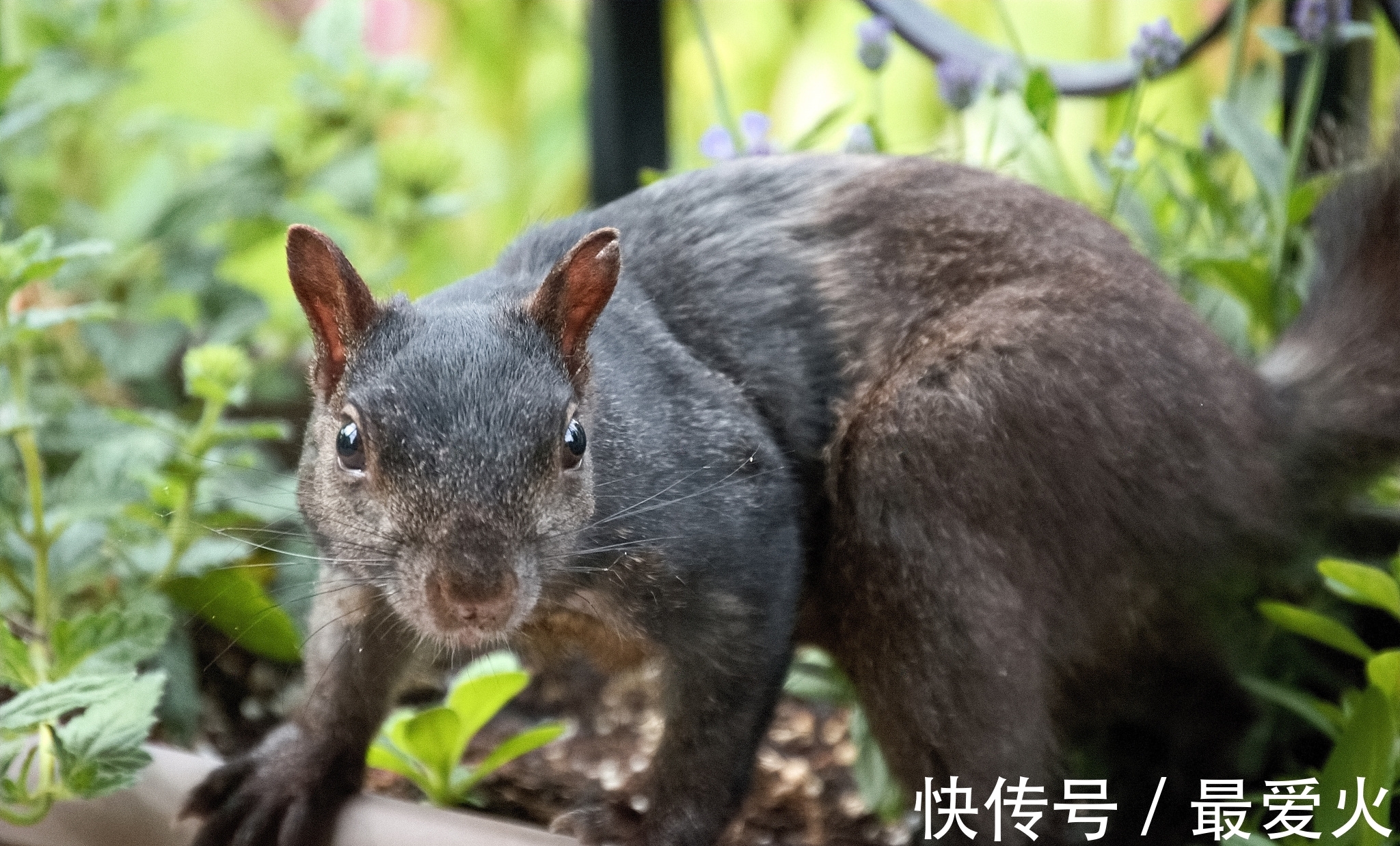 云鴻#詩詞欣賞/五律.格調(附懸聯并求對)