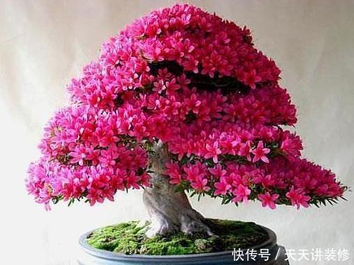 春天|春天养“3颗树”美观又耐阴,客厅摆1盆,能升档次还“旺人”