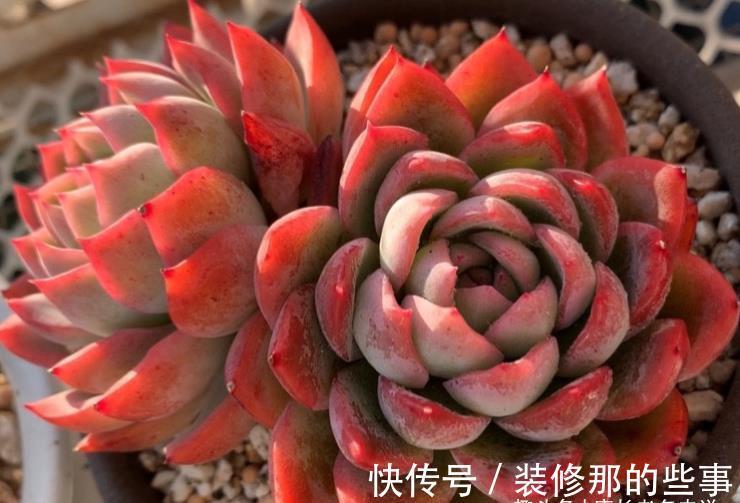 莎莎|多肉莎莎女王——别人家的莎莎是女王，为啥你家的莎莎却像丫鬟？