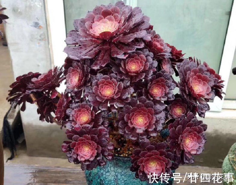 根系|9月3招“召唤术”，唤醒多肉法师，醒了“补一补”，上色爆芽多