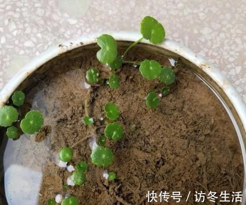 天冷扦插花草，技术再娴熟也没用，只有做到这些才能早生根发芽