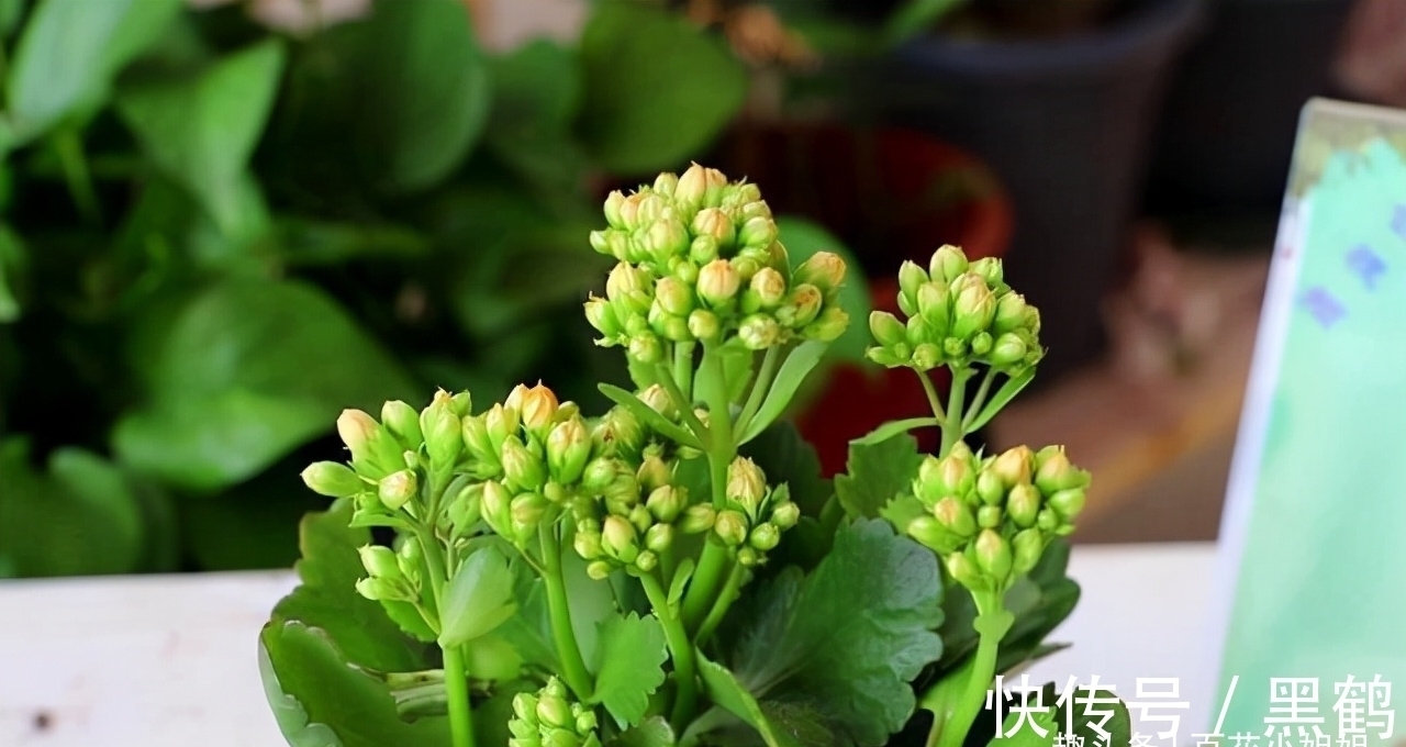 花多多2号|花市上的长寿花满头花苞?原来有“猫腻”,咱也学一学