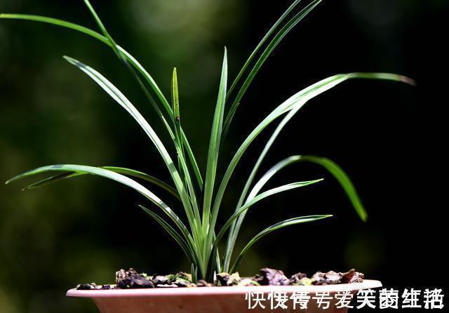 兰花弱苗复壮,仅仅是施肥吗?主要的技巧有这几点