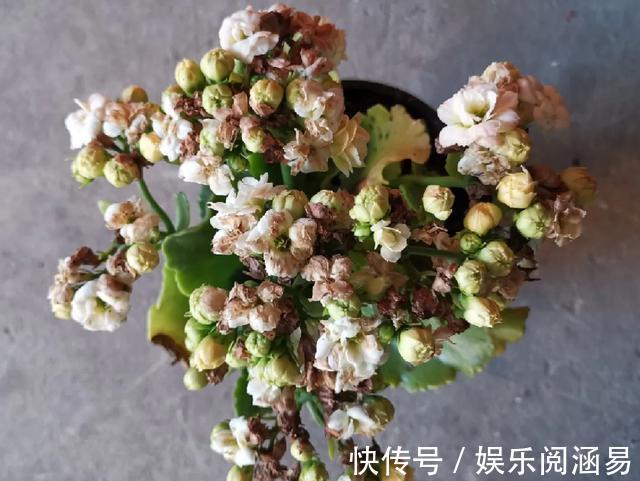 夏天|10种不能淋雨的花,淋完雨就死,盆栽养花注意事项