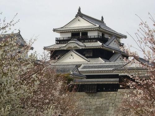 结不了果子的吉野樱，如何在日本花开繁茂？