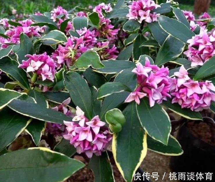 院子交给爱花的婆婆打理，满园花卉，太美了，拍给大家瞧瞧