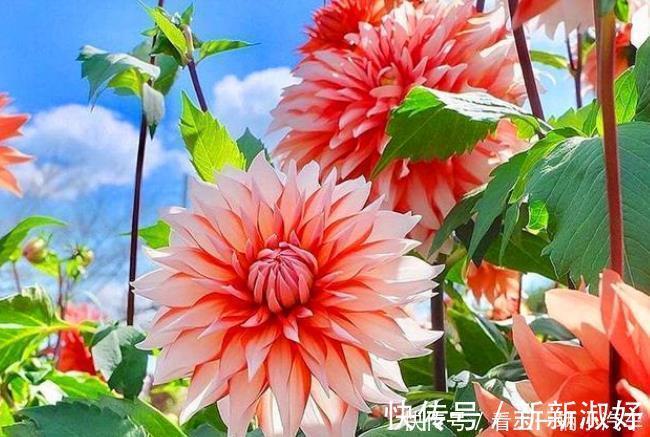 种花|3种花花朵硕大、花期长,看了就让人沉醉,年年开花不断,美!