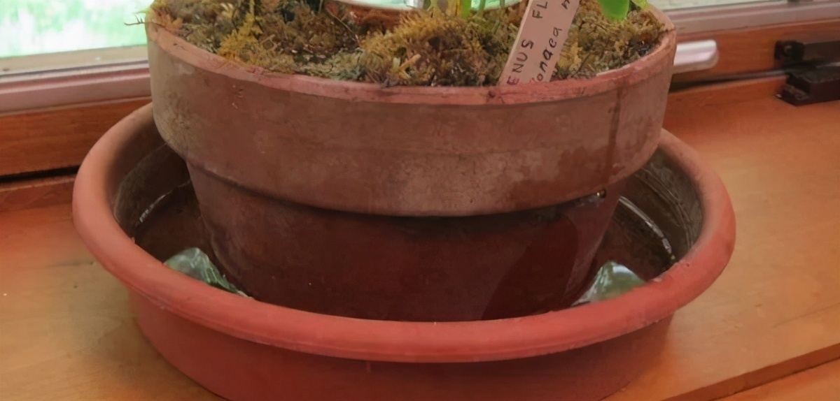 土壤|养花最“坑人”的妙招，老花匠都不敢用，养花新手一定别尝试