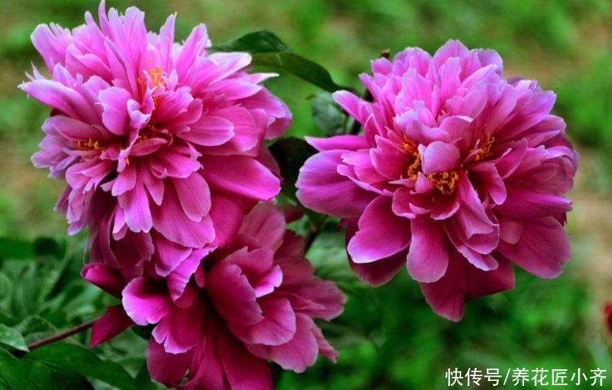 七种花不适合“南方”养,它们太怕热,要么容易烂,要么不开花