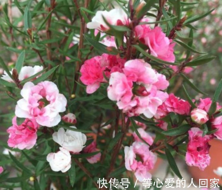 4种花是“爆盆能手”,好养易活,浇水就疯长,开花爆盆很容易